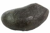 Fossil Whale Ear Bone - Miocene #95739-1